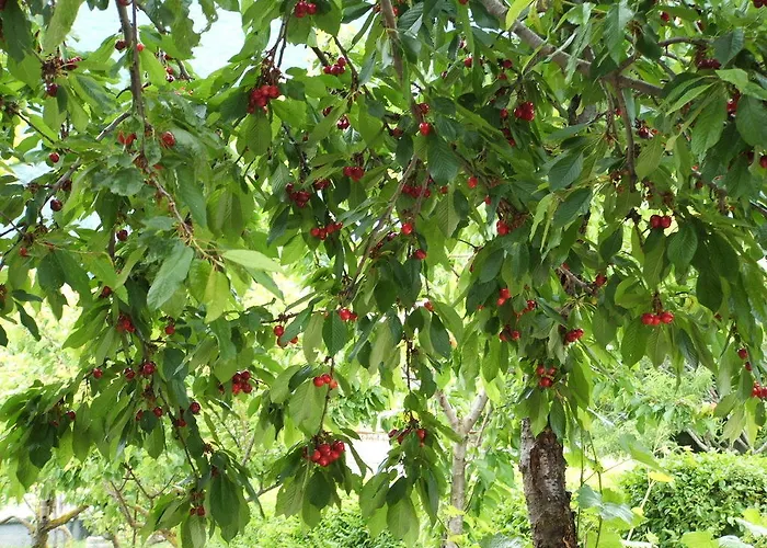Abruzzo Segreto Navelli